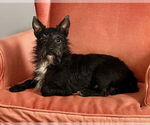 Small #2 Cairn Terrier Mix