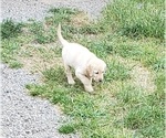 Puppy Puppy 2 Labrador Retriever