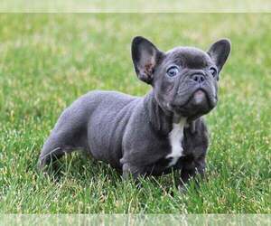 French Bulldog Puppy for sale in APPLE CREEK, OH, USA