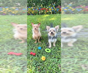 Nancy & Francis - Female Mutt Dog for Adoption - Photo #7