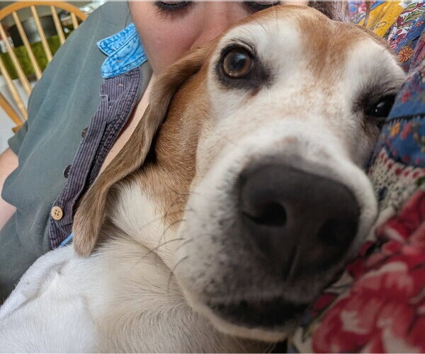 Medium Photo #5 Beagle Puppy For Sale in Dunnellon, FL, USA