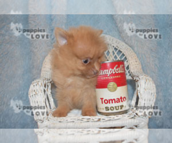 Medium Photo #6 Pomeranian Puppy For Sale in SANGER, TX, USA