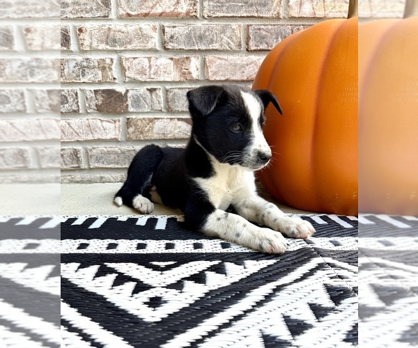Medium Photo #26 Australian Cattle Dog-Border Collie Mix Puppy For Sale in GREENFIELD, IN, USA
