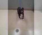 Small American Pit Bull Terrier Mix