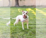 Small #3 American Pit Bull Terrier Mix