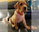 Small Photo #82 Labrador Retriever Puppy For Sale in BUFFALO, NY, USA