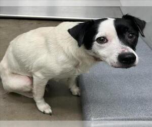 Collie Dogs for adoption in Mobile, AL, USA