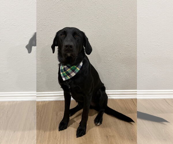Medium Photo #2 Labrador Retriever-Unknown Mix Puppy For Sale in Euless, TX, USA