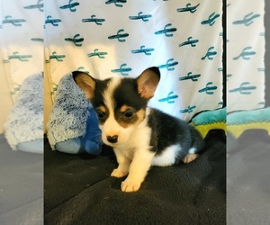 Pembroke Welsh Corgi Puppy for sale in RICHLAND, MO, USA