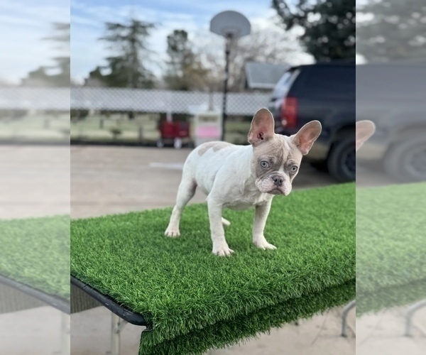 Medium Photo #3 French Bulldog Puppy For Sale in TEMPE, AZ, USA