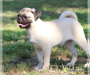 Pug Puppy for Sale in ROYSE CITY, Texas USA