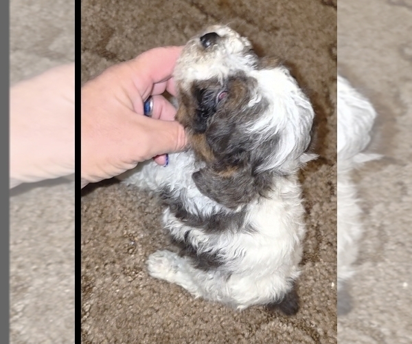 Medium Photo #13 Poodle (Toy) Puppy For Sale in DYERSBURG, TN, USA