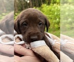 Puppy Winston Labrador Retriever