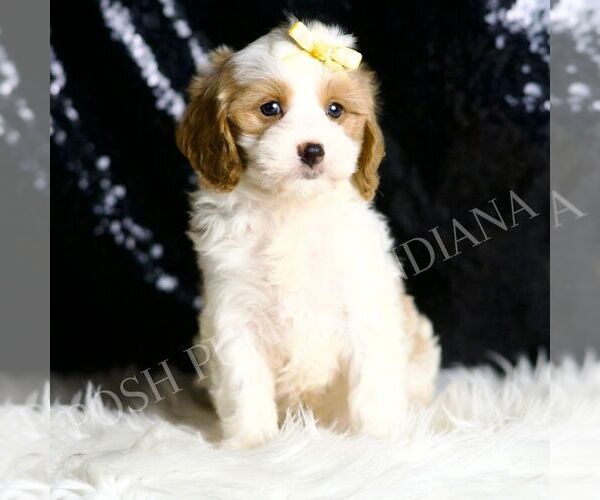 Medium Photo #5 Cavapoo Puppy For Sale in WARSAW, IN, USA