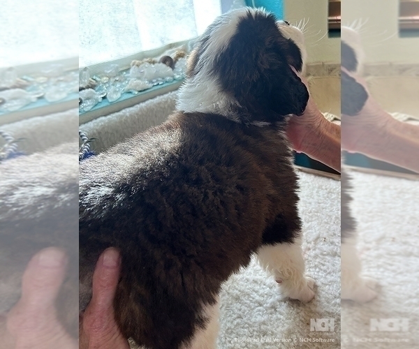 Medium Photo #2 Saint Bernard Puppy For Sale in COLORADO SPRINGS, CO, USA