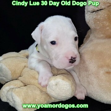 Medium Photo #51 Dogo Argentino Puppy For Sale in PINEVILLE, MO, USA