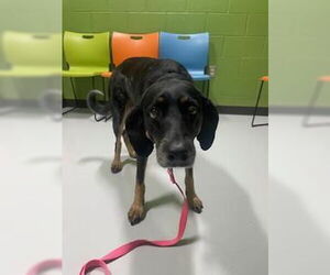 Australian Shepherd-Unknown Mix Dogs for adoption in Temple, TX, USA