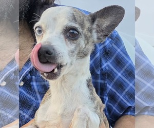 Chihuahua Dogs for adoption in Mukwonago, WI, USA