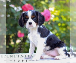 Cavalier King Charles Spaniel Puppy for sale in EAST EARL, PA, USA