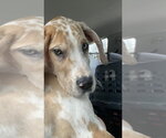 Small #2 Great Dane Mix