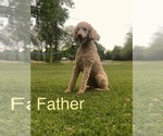 Small Photo #11 Goldendoodle-Poodle (Standard) Mix Puppy For Sale in PINEVILLE, LA, USA