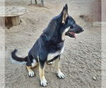 Small #9 German Shepherd Dog Mix