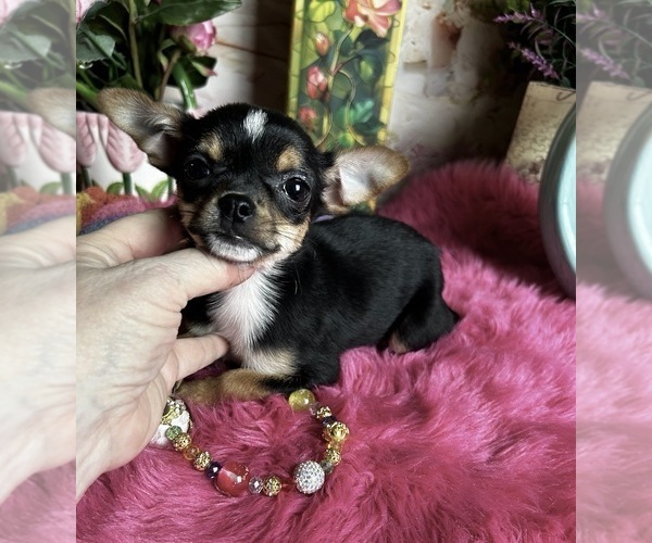 Medium Photo #2 Chihuahua Puppy For Sale in TRACY, CA, USA