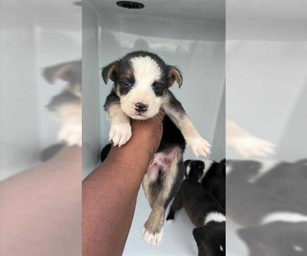 Medium Photo #1 Labsky Puppy For Sale in Houston, TX, USA