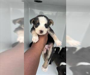 Labsky Dogs for adoption in Houston, TX, USA