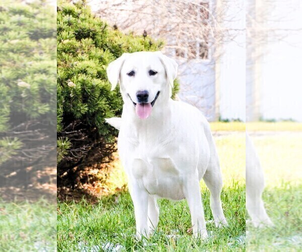 Medium Photo #1 Labrador Retriever Puppy For Sale in SYRACUSE, IN, USA