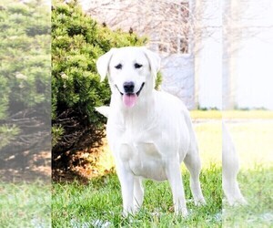 Mother of the Labrador Retriever puppies born on 02/04/2025