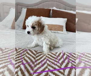 Cavapoo Puppy for sale in WASHINGTON, IN, USA