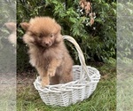 Small #4 Pomeranian