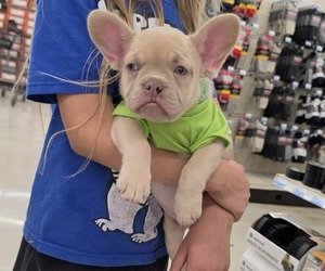 French Bulldog Puppy for sale in MILTON, WI, USA