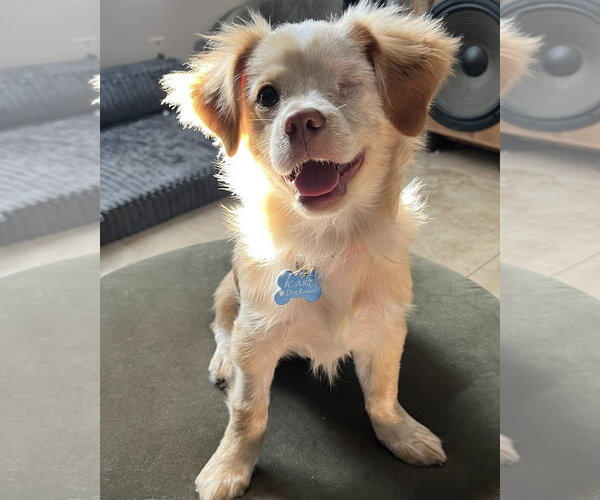 Medium Photo #2 Chihuahua-Colonial Cocker Spaniel Mix Puppy For Sale in Corona, CA, USA