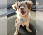 Small #1 Chihuahua-Colonial Cocker Spaniel Mix