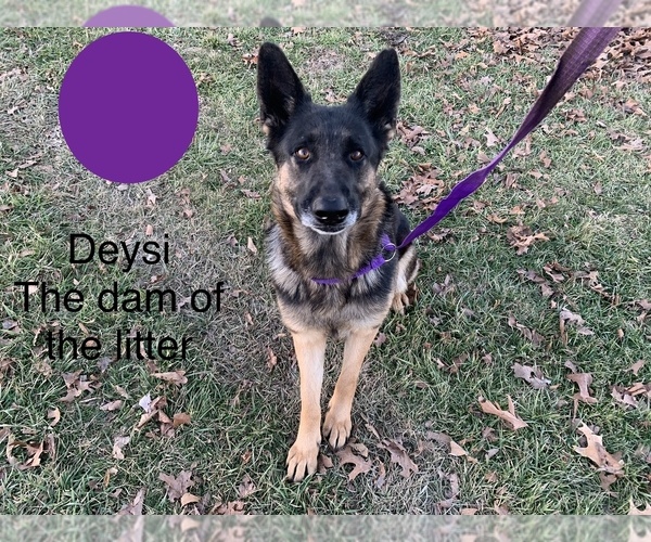 Medium Photo #1 German Shepherd Dog Puppy For Sale in BOLIVAR, MO, USA