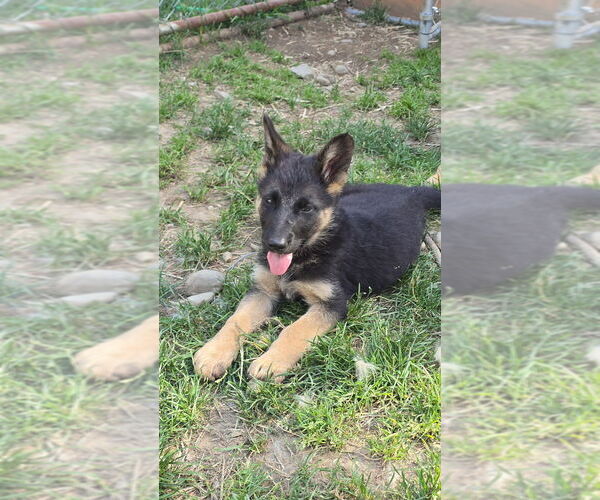 Medium Photo #9 German Shepherd Dog Puppy For Sale in MONROE, WA, USA