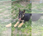 Small #8 German Shepherd Dog