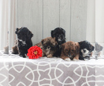 Small Photo #2 Shih-Poo Puppy For Sale in GORDONVILLE, PA, USA