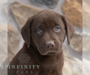 Labrador Retriever Puppy for sale in MIFFLINTOWN, PA, USA