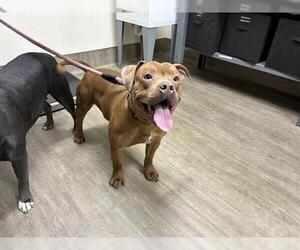 Mutt Dogs for adoption in Pasadena, CA, USA