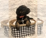 Small Photo #4 Bernedoodle-Miniature Bernedoodle Mix Puppy For Sale in CHESILHURST, NJ, USA