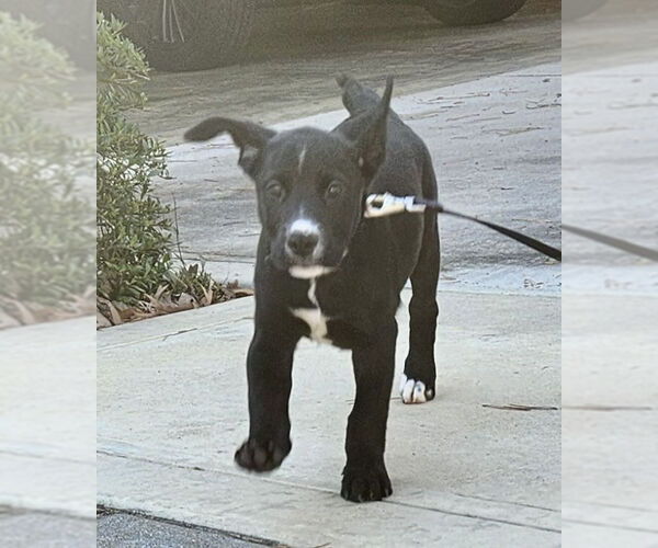 Medium Photo #3 Labrador Retriever-Unknown Mix Puppy For Sale in Mooresville, NC, USA