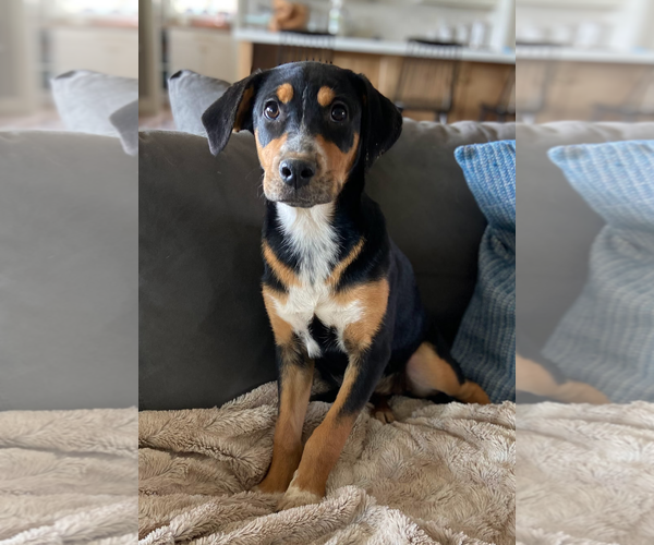 Medium Photo #3 Labrador Retriever-Unknown Mix Puppy For Sale in Bellevue, WA, USA