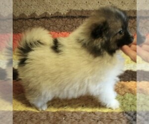 Pomeranian Puppy for sale in PORTAGE, WI, USA