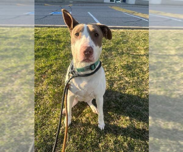 Medium Photo #6 Bull Terrier-Unknown Mix Puppy For Sale in Vaughan, Ontario, Canada