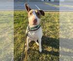 Small #5 Bull Terrier Mix