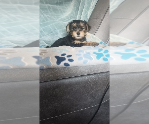 Medium Photo #20 Yorkshire Terrier Puppy For Sale in BENSON, NC, USA