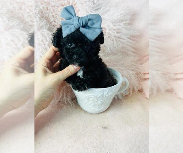 Medium Photo #14 Poodle (Toy) Puppy For Sale in PEMBROKE PINES, FL, USA